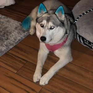 Meet your Posher, Olivia